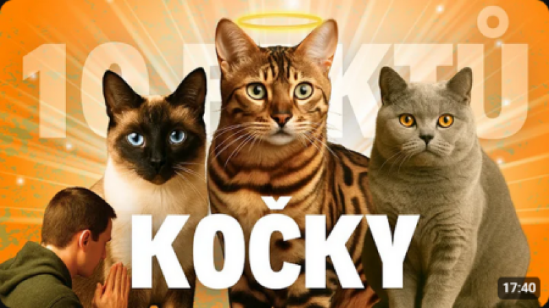 😱10 Věcí, Které Dělá Vaše Kočka – A Vy Nevíte Proč!😼😈