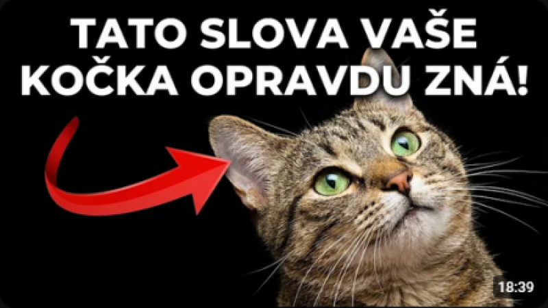 13 SLOV, kterým vaše Kočka OPRAVDU rozumí