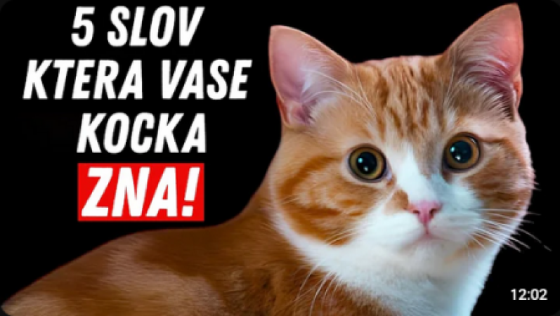 5 jedinečných slov, kterým vaše kočka skutečně rozumí! (Vědecky prokázáno!) 🚩