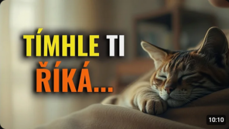 Není to náhoda: Pravý důvod, proč na tobě kočka spí