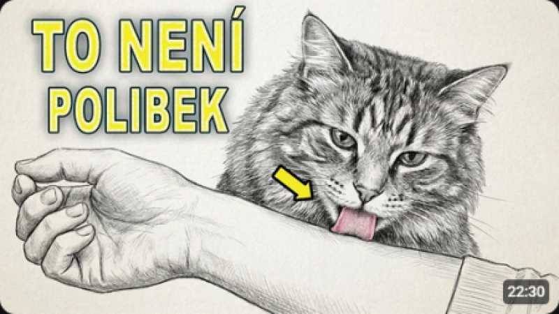 Proč vás vaše kočka olizuje? Tohle vás šokuje!