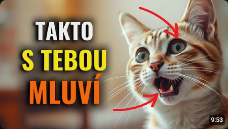 Kočky mají svůj jazyk – nauč se ho za 10 minut