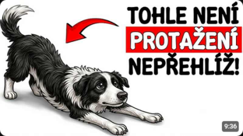 Proč se váš pes protahuje, když vás vidí?
