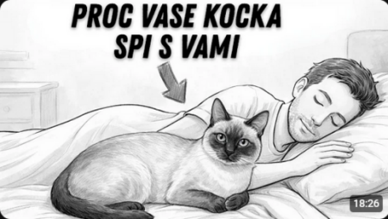 Pokud s vámi vaše kočka spí každou noc, TOTO JE JEJÍ VÝZNAM!