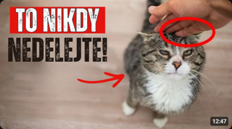 10 věcí, které kočky NESNÁŠÍ víc než to, když je někdo ZVEDÁ! 💔