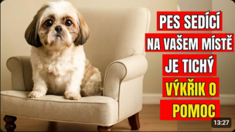 Když vám pes zabere místo… snaží se vám sdělit něco důležitého