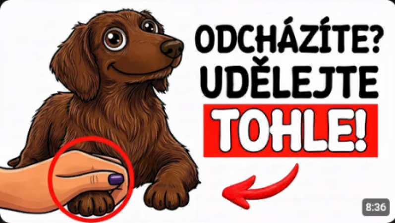 Vždycky udělej tohle, než necháš psa samotného doma