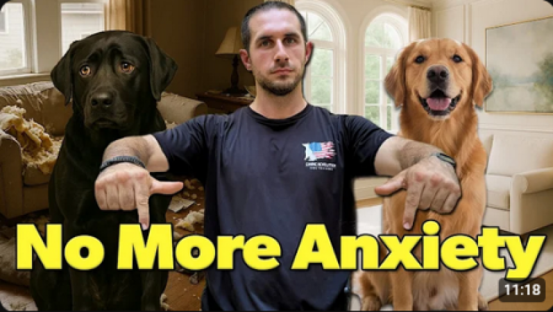 Separation Anxiety in Dogs and How to Fix It (Step-by-Step Training Guide)