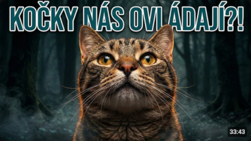 100 faktů o kočkách: po tomhle videu je uvidíte úplně jinak